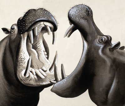 当Hippos攻击！ 作者 英语学校
