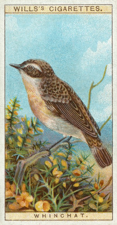 Whinchat 作者 英语学校