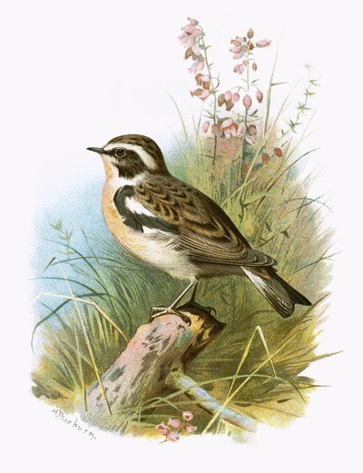 Whinchat 作者 English School
