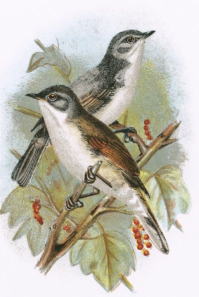 Whitethroat（下）和小Whitethroat（上） 作者 英语学校