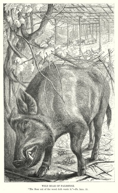 巴勒斯坦野猪（雕刻） 作者 英语学校