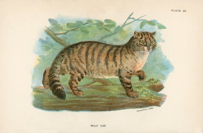 野猫 作者 英语学校