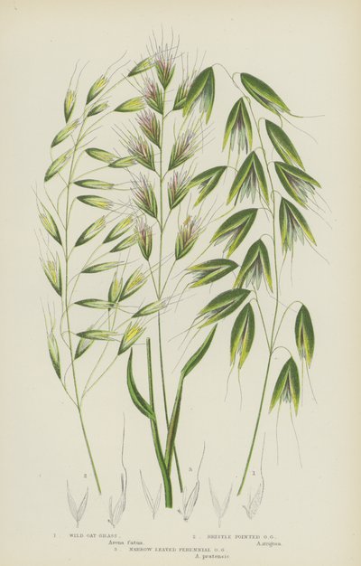 Wild Oat Grass, Bristle Pointed Oat Grass, Narrow Leaved Perennial Oat Grass (colour litho)   1431324   zh       chinese Successfully Translated  Original: The Marne at Varenne-Saint-Hilaire Translat: The Marne at Varenne-Saint-Hilaire 1456476 zh chinese S 作者 英语学校