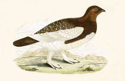 Willow Grouse，来自&39;不列颠群岛未观察到的欧洲鸟类历史&39;的插图，由Charles Robert Bree（1811-86）出版，1867年出版（彩色光刻） 作者 英语学校