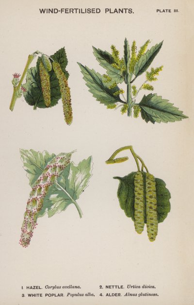 风媒植物（彩色印刷品 作者 英语学校