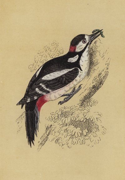 Woodpecker (colour litho) 作者 英语学校