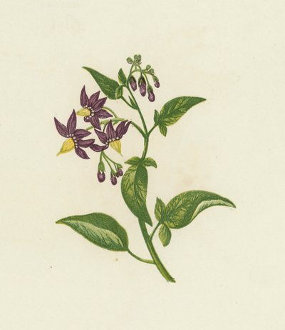 木犀草，或称苦甘草，Solanum Dulcamara（彩色印刷）。 作者 英语学校