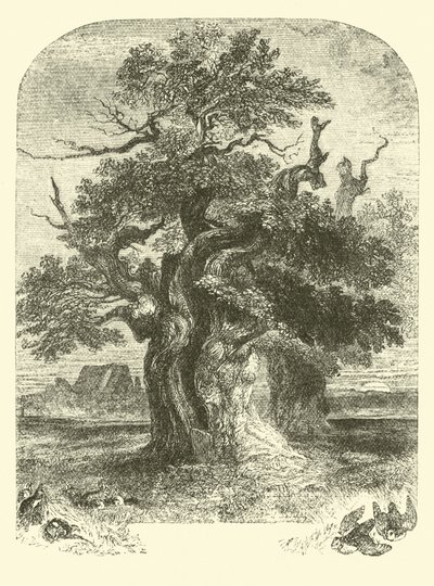 Yardley Oak 作者 英语学校