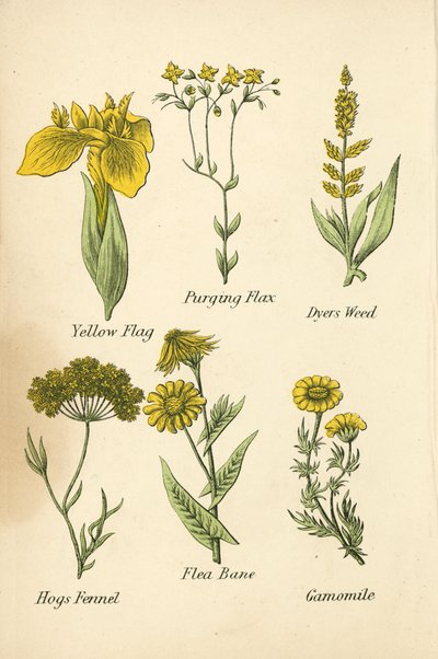 黄旗、肃清亚麻、染坊杂草、猪茴香、跳蚤根、甘菊（彩色石版画） 作者 英语学校