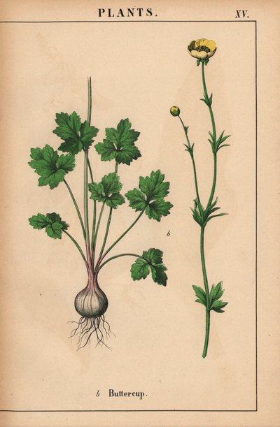 黄毛茛，选自《教学图画书，或蔬菜世界的课程》，[夏洛特-玛丽-永格]，爱丁堡 作者 英语学校