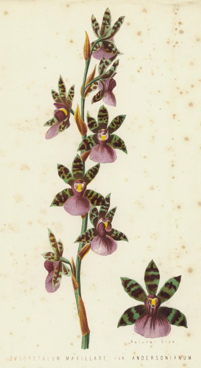 Zygopetalum Maxillare，Andersonianum 作者 英语学校