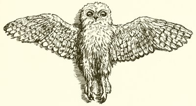 鹰与猫头鹰 作者 Ernest Henry Griset