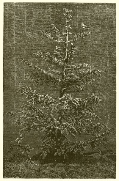 枞树和荆棘 作者 Ernest Henry Griset