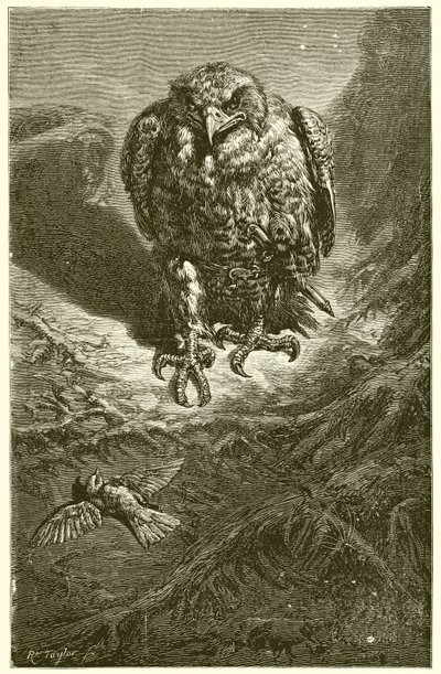 鹰与夜莺 作者 Ernest Henry Griset