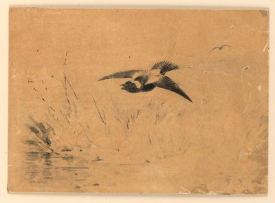 山猫 作者 查尔斯斯克里布纳之子，纽约，纽约，美国