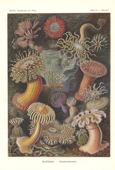 Actiniae - 海葵，Pl.49，选自《Kunstformen der Natur》，由 Adolf Giltsch 刻版，1904 年出版（彩色石印版）。 作者 恩斯特（后）海克尔