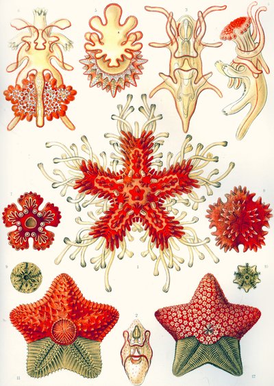 Asteridea "大自然的艺术形式 作者 恩斯特（后）海克尔