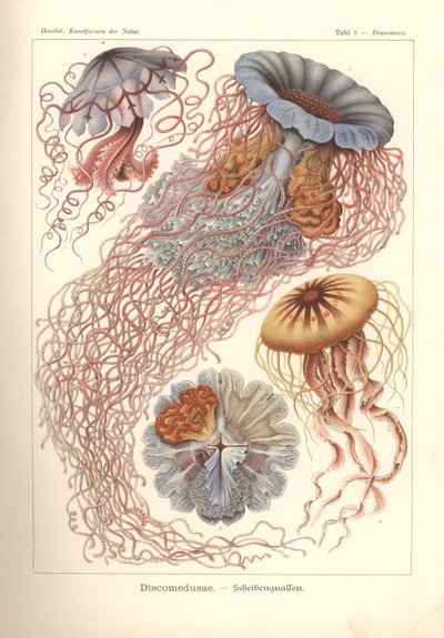 Discomedusae - 圆盘水母，Pl. 8，来自“Kunst Formen der Natur”，由 Adolf Giltsch 雕刻，1904 年出版（彩色平版印刷） 作者 恩斯特（后）海克尔