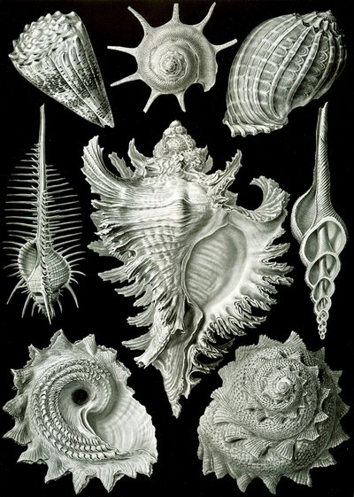 原鳃纲动物--各种原鳃腹足类动物的贝壳，选自 "Kunstformen der Natur"（《自然艺术》）。 作者 恩斯特（后）海克尔