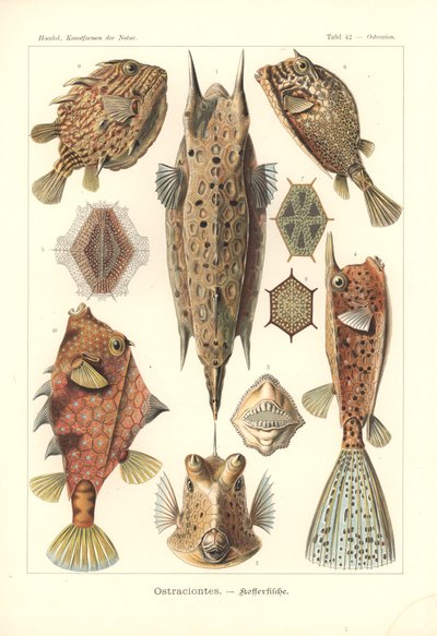 Ostracion - teleosts，选自《Kunstformen der Natur》，Pl.42，由 Adolf Giltsch 刻版，1904 年出版（彩色石印版）。 作者 恩斯特（后）海克尔