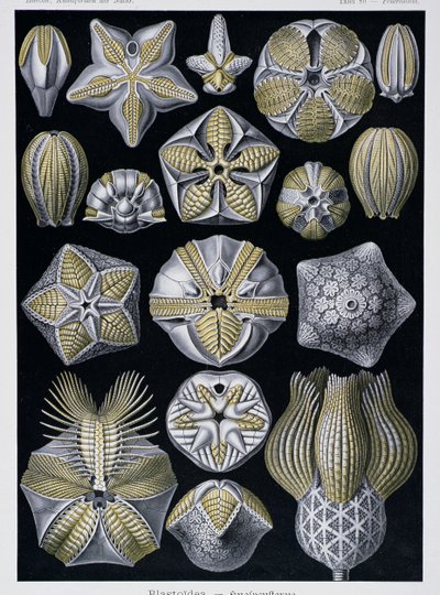 Blastoidea，来自 Artforms of Nature 的盘子，c.1899-1904（彩色雕刻） 作者 恩斯特·海克尔