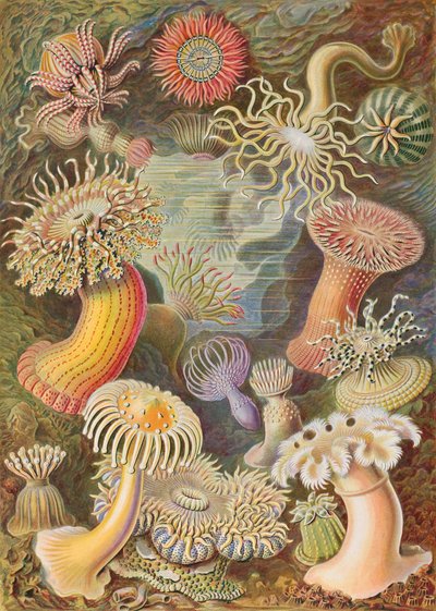 海克尔放线菌 作者 恩斯特·海克尔