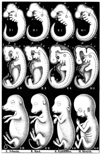 猪，牛，兔和人胚胎的Haeckels比较 作者 恩斯特·海克尔