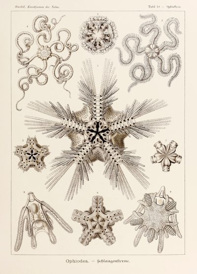 图版 10 蛇尾鸟 (Ophiothrix Ophiodea)，出自恩斯特·海克尔 (Ernst Haeckel) 所绘的《自然艺术形式》（1834-1919 年） 作者 恩斯特·海克尔