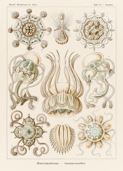图版 16 Pegantha Narcomedusae 选自恩斯特·海克尔（Ernst Haeckel，1834-1919 年）绘制的“自然艺术形式” 作者 恩斯特·海克尔