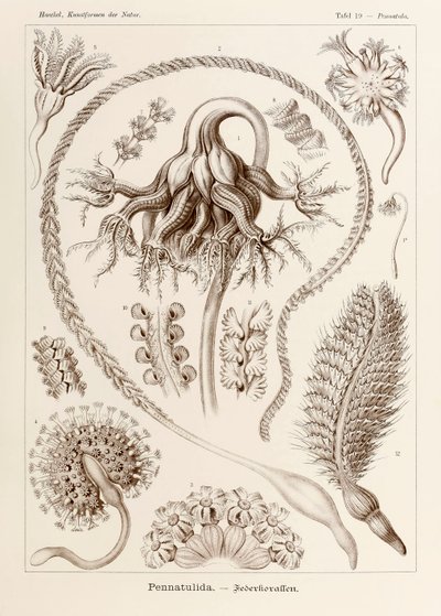 图 19 Pennatula Pennatulida，选自恩斯特-海克尔（1834-1919 年）绘制的《自然中的艺术形式》（Kunstformen der Natur）。 作者 恩斯特·海克尔