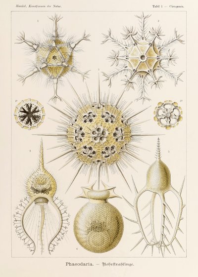 插图 1 Circogonia Phaeodaria，选自恩斯特-海克尔（1834-1919 年）绘制的《自然中的艺术形式》（Kunstformen der Natur）。 作者 恩斯特·海克尔