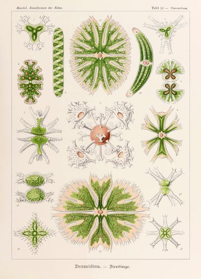图版 24 Staurastrum Desmidiea，选自恩斯特·海克尔（Ernst Haeckel，1834-1919 年）绘制的“自然艺术形式” 作者 恩斯特·海克尔