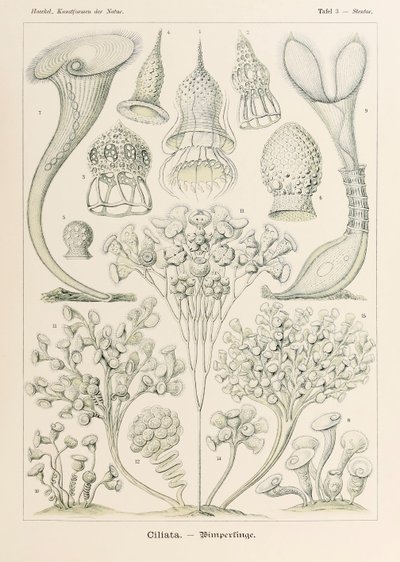 图 3 Stentor Ciliata，选自恩斯特-海克尔（1834-1919 年）绘制的《自然中的艺术形式》（Kunstformen der Natur）。 作者 恩斯特·海克尔