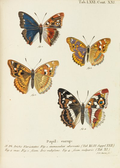 蝴蝶 蝴蝶，1777-1794。 作者 欧根·约翰·克里斯托夫·埃斯珀