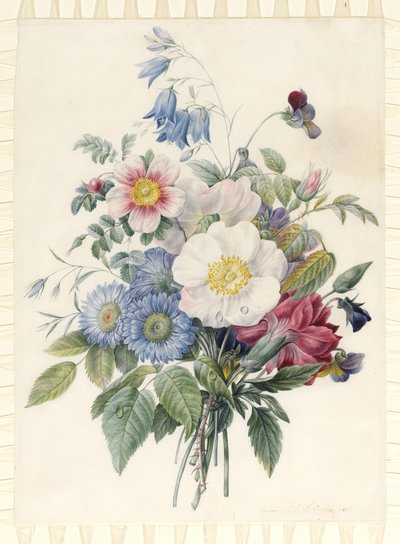 蓝色紫菀，罗莎Spinosissima杂种，蓝铃花，中提琴，Cartnation和野玫瑰，1820年（wc和羊皮上的石墨轮廓上的体色） 作者 尤金·阿尔·奥尔良