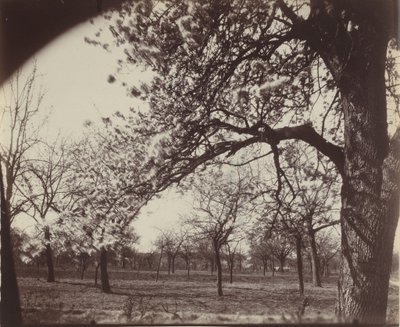 普瓦里耶（Poirier），1921 年（照片 作者 欧仁·阿格特