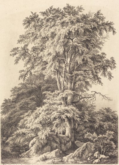 榉树林，1840年。 作者 尤金·布莱