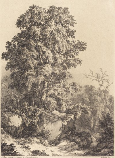榉树林，1840年。 作者 尤金·布莱