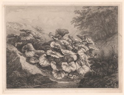 格鲁特·霍夫布拉德 伟大的款冬 Vier grote plant soorten（系列标题） 四大植物（系列名） 作者 尤金·布莱