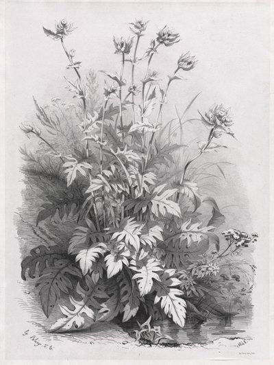 追随自然的各种植物的分组：1848年第7号。 作者 尤金·布莱