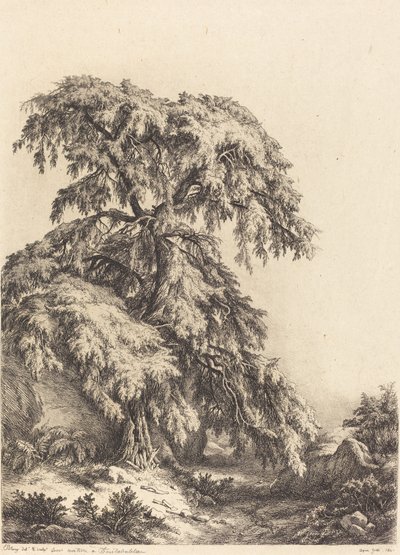 杜松树，1840年。 作者 尤金·布莱
