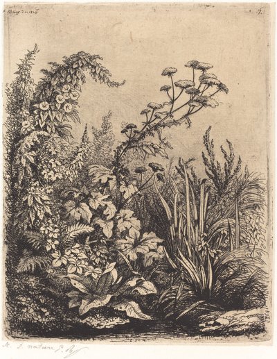 La petite berle aux liserons 小水芹与捆扎草，1849年出版。 作者 尤金·布莱
