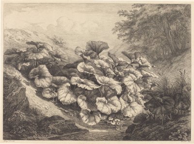 大Coltsfoot，1843年。 作者 尤金·布莱