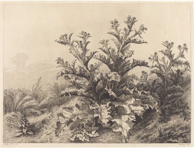 大蓟，1843年。 作者 尤金·布莱