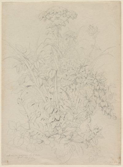 植物研究 作者 尤金·布莱
