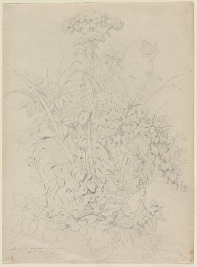 植物研究，1857年。 作者 尤金·布莱