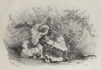 根据大自然绘制和平版印刷的各种植物组的植物研究（Groupes de Plantes varies dessinées sur Nature et lithographiées...） 作者 尤金·布莱
