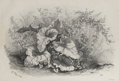 大自然之后绘制和光刻的各种植物的植物研究，1848年。 作者 尤金·布莱