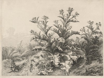 伟大的蓟马Le Grand Chardon, 1843年。 作者 尤金·布莱