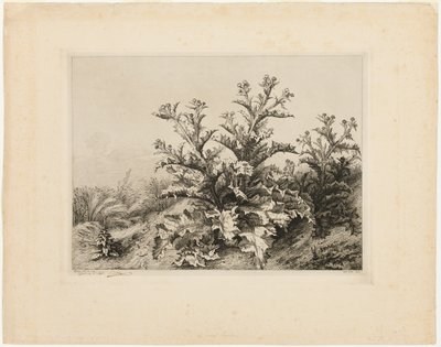 大蓟，《四大植物》第三版 作者 尤金·布莱
